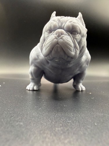 American pocket bully - bully, 3d