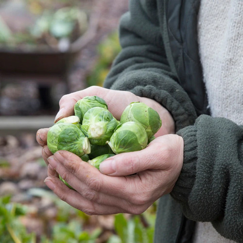 Brussel sprout long - brussel, 'long