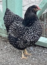 Hatching eggs double - 10+,