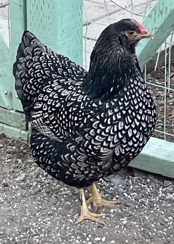 Hatching eggs double - eggs,