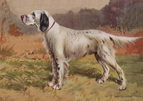 English setter dog greeting - setter,