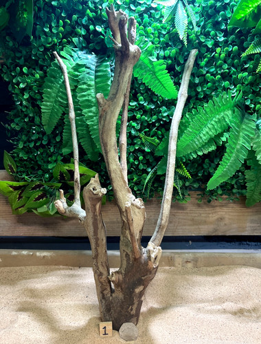 Talawa wood aquascaping - talawa,
