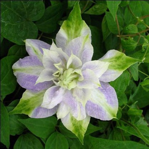 Dbl purple green clematis - purple,