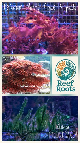 Marine macro algae refugium - marine,