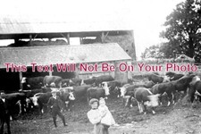HR 346 - Hereford Cattle At A