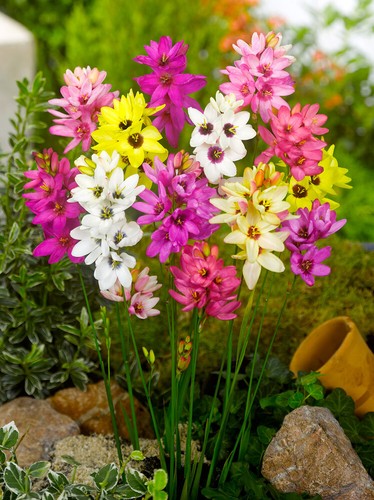 Ixia mixed bulbs garden - x,