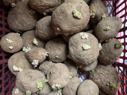 Maris piper potatoes - piper, organic