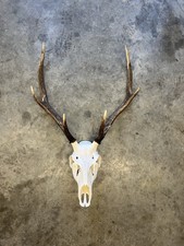 Scottish Red Stag Skull –