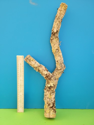 Cork bark branch 57cm snake - cork,