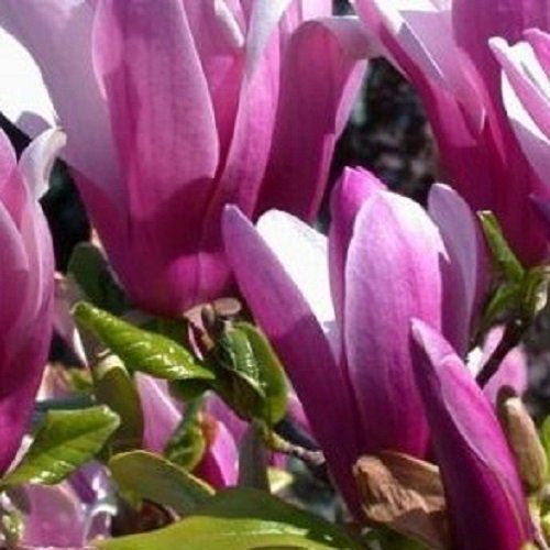 4ft large magnolia susan - 1x, 3-4ft