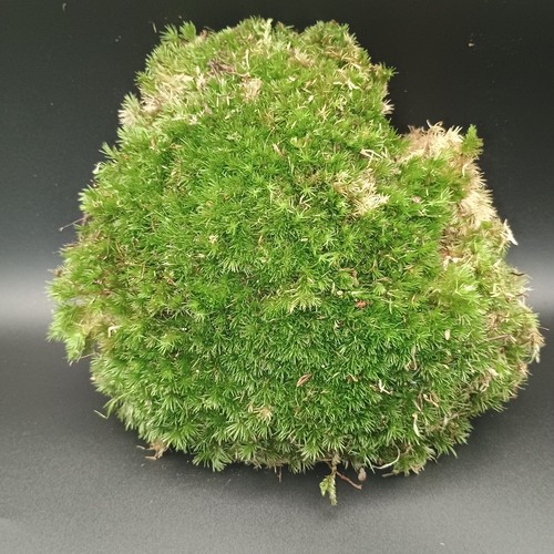 Live cushion moss bun - live,