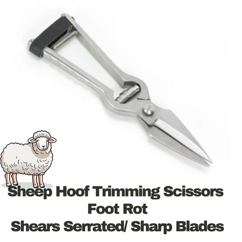 Goat sheep hoof trimming - goat,