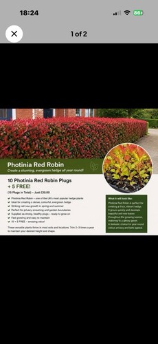 Photinia red robin - photinia,
