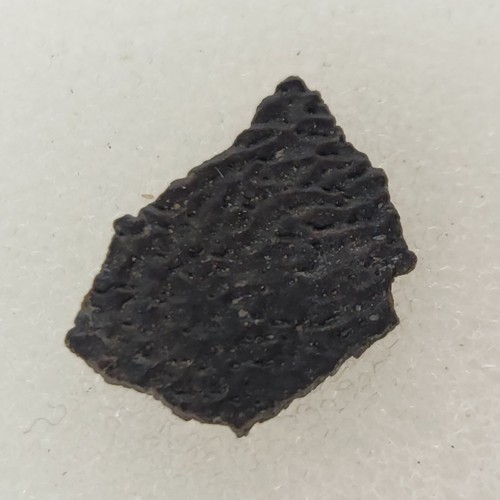 Hadrosaur egg shell - shell,