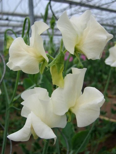 Seeds winter sweet pea - 30,