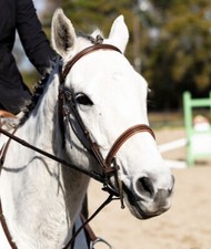 English Bridle for horses
