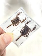 Real Scorpions X2. Baby Scorpions Preserved Specimens. Crafts,collection,