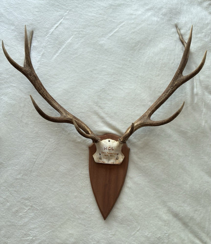 Red deer antlers - deer, wall