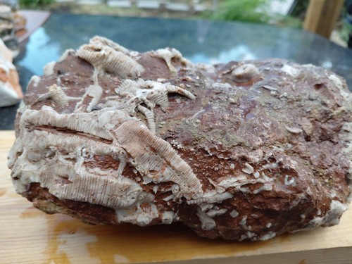 45kg red fossil raw - 2.45kg,