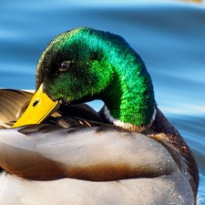 Minox Edition 140 with