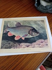 the chub by bernard venables 1962 print pub by angling prints,angling times