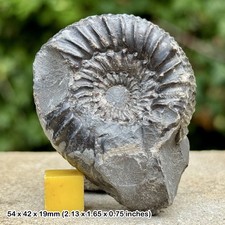 Coeloderoceras pruticum fossil - pruticum,