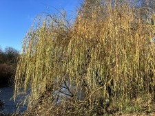 2 Weeping Willow ( Salix