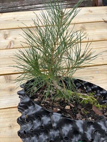 Scots pine pinus sylvestris - scots,