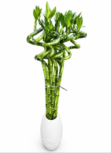 Lucky bamboo 80cm 10stalks - lucky,