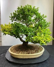 Way Of Life Bonsai Tree -