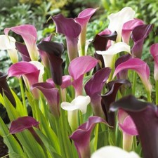Mixed Colour Calla Lily Bulb