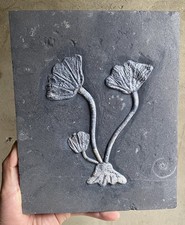 Natural Devonian prehistoric
