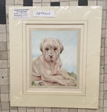 Original Vintage Print E J Detmold c1920 Puppy Dog picture Mastiff