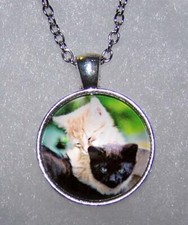 CAT KITTEN PET HEAD ANIMAL