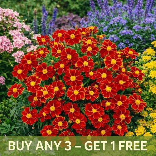 French marigold single - french,
