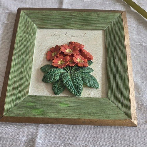 Vintage primula auricula - primula,