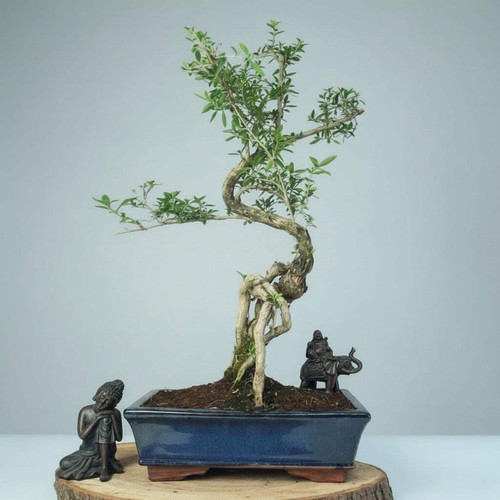 Snow rose bonsai - snow,