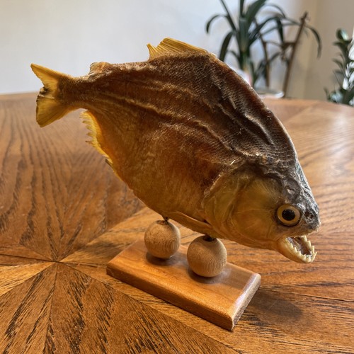 Vintage preserved dried - preserved,