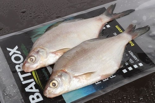 Baitbox frozen skimmer bream - frozen,