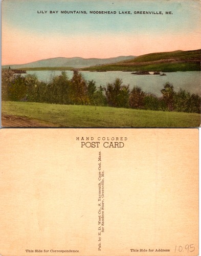 Greenville lily bay - lily,