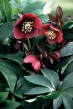 Garden Helleborus 'Red winter