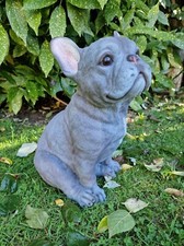 Sitting Large Grey Frenchie
