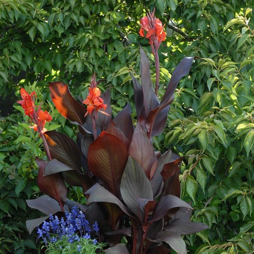 Canna tropicanna black - tropicanna, exotic