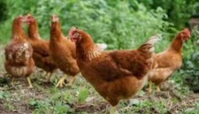 6 X Brown/cream🐣Chicken