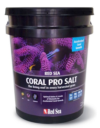 Red sea coral pro - sea, marine