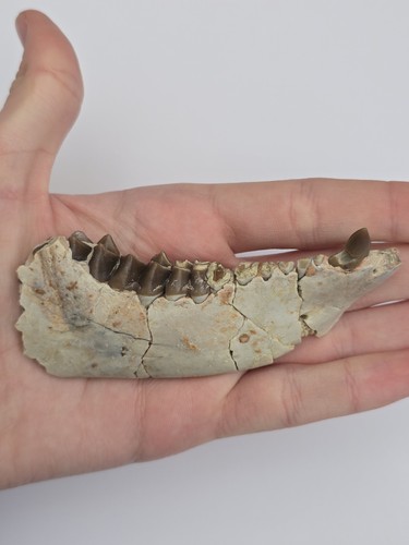 Fossil mammal oreodont - fossil,