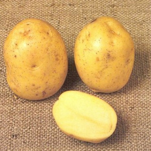 Seed potatoes early main - early, orla