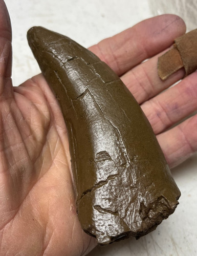 T-Rex dinosaur tooth fossil