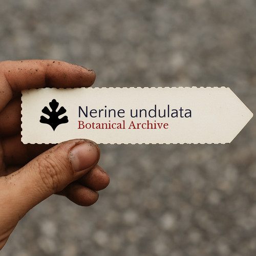Nerine undulata guernsey - nerine, |