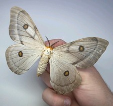 Ceranchia Appolina Female. A-